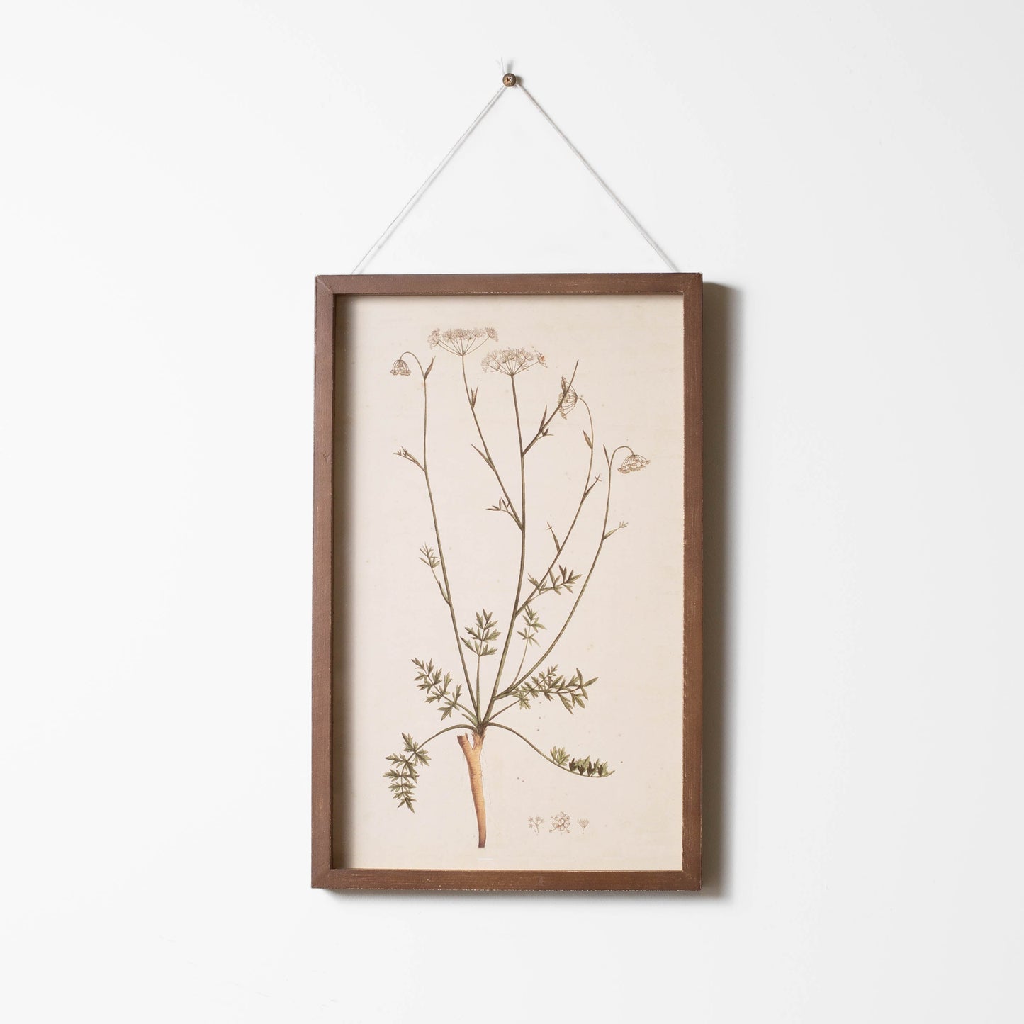 Botanical Framed Prints