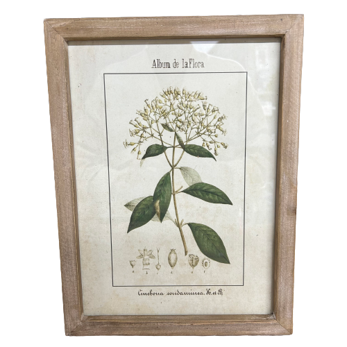 Botanic Flora Prints