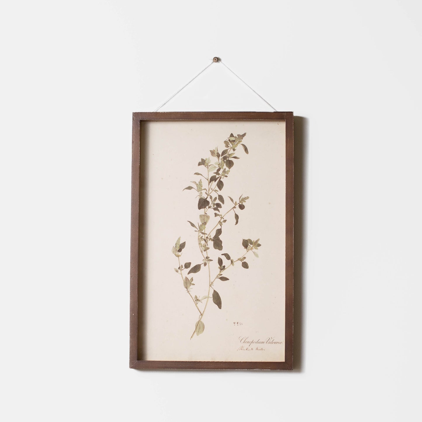 Botanical Framed Prints