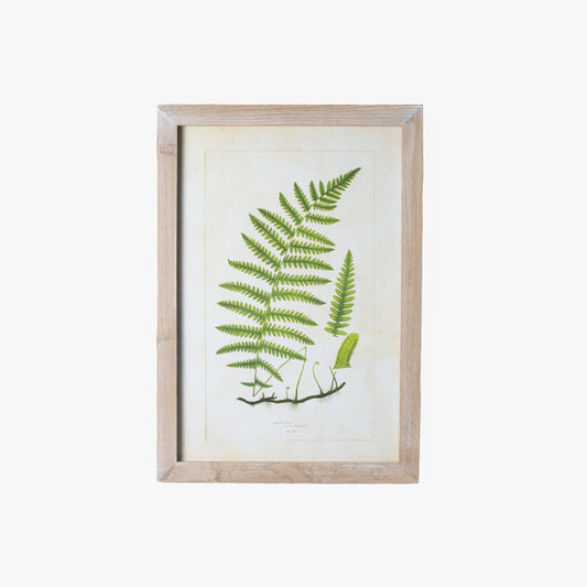 Fern Prints