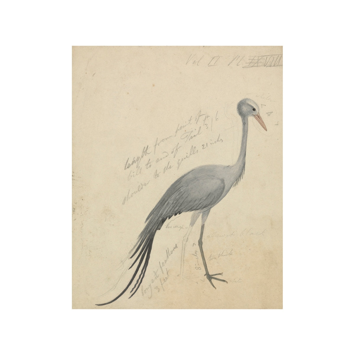 Petite Crane - Unframed Art Print