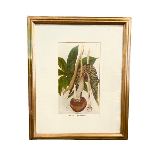 Vintage Botanical Print